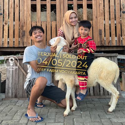 Domba Qurban Jantan 45Kg