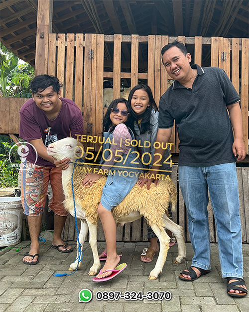 Domba Qurban Jantan 43Kg