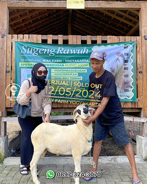 Domba Qurban Jantan 44Kg