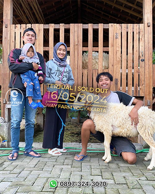 Domba Qurban Jantan 30Kg