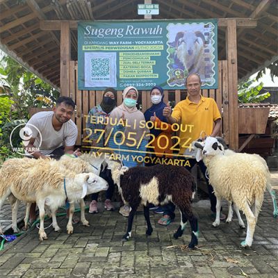 Domba Qurban Jantan 30Kg @5