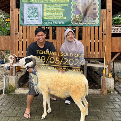 Domba Qurban Jantan 55Kg