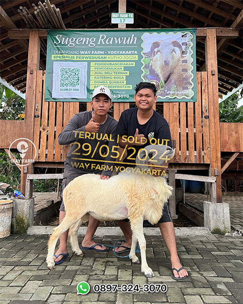 Domba Qurban Jantan 40Kg