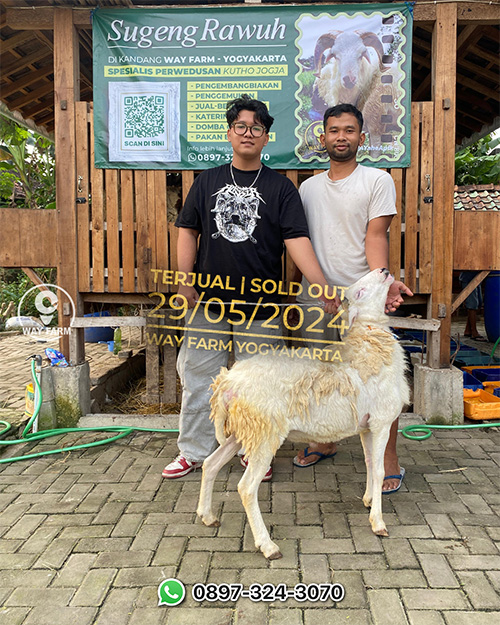 Domba Qurban Jantan 30Kg