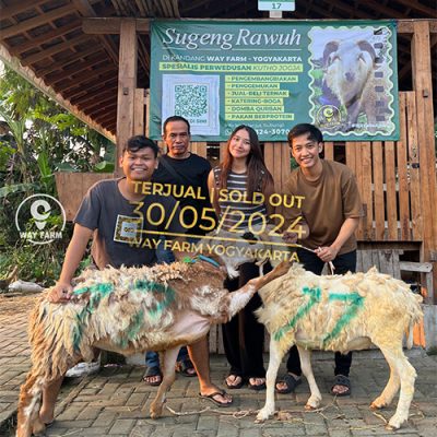 Domba Qurban Jantan 43Kg @2