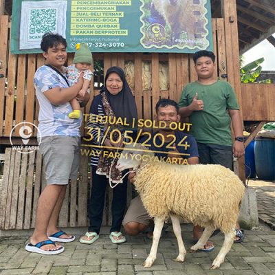 Domba Qurban Jantan 20Kg