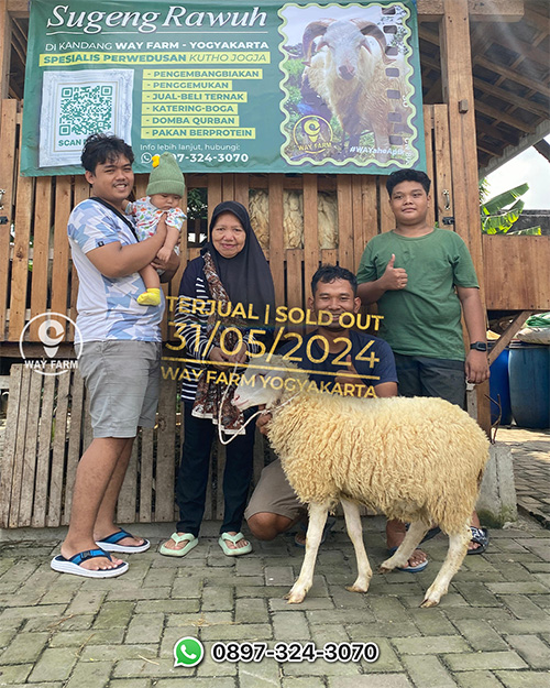 Domba Qurban Jantan 20Kg