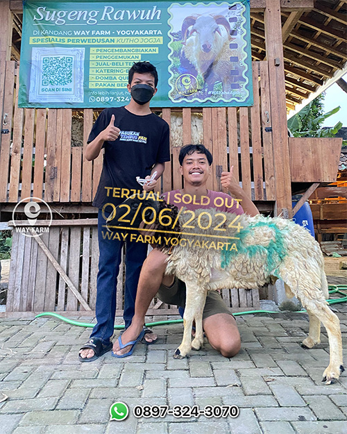 Domba Qurban Jantan 27Kg