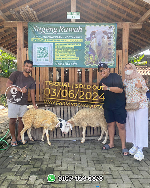 Domba Qurban Jantan 32Kg @2