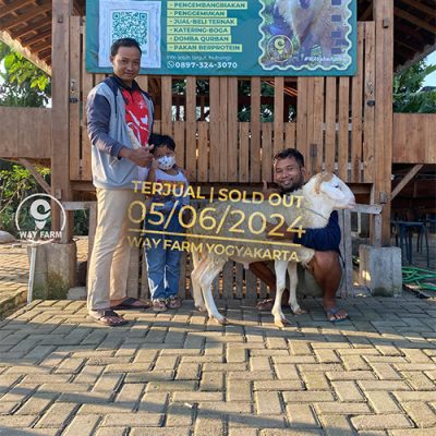 Domba Qurban Jantan 38Kg