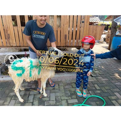 Domba Qurban Jantan 28Kg