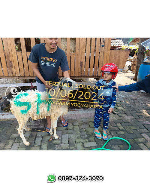 Domba Qurban Jantan 28Kg