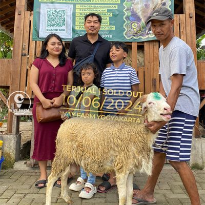 Domba Qurban Jantan 44Kg