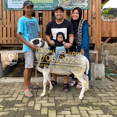 Domba Qurban Jantan 51Kg