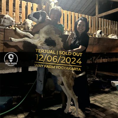 Domba Qurban Jantan 27Kg