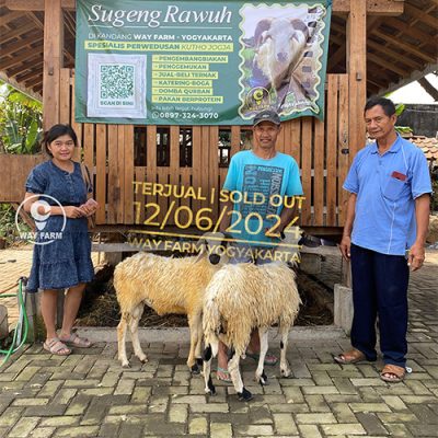 Domba Qurban Jantan 29Kg @2