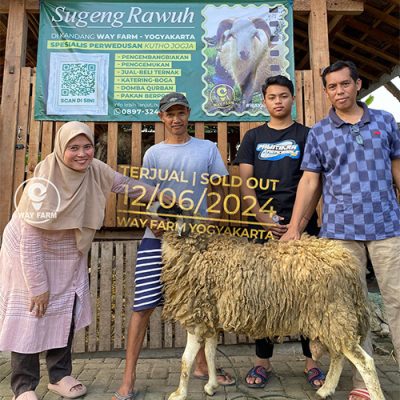 Domba Qurban Jantan 38Kg
