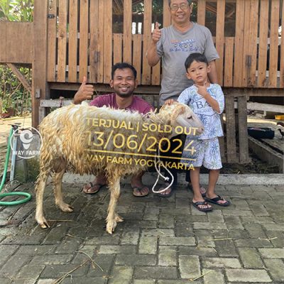 Domba Qurban Jantan 37Kg