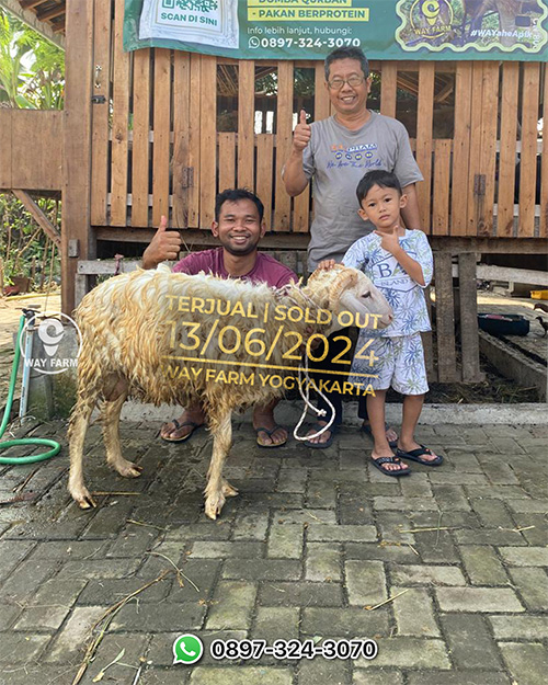 Domba Qurban Jantan 37Kg