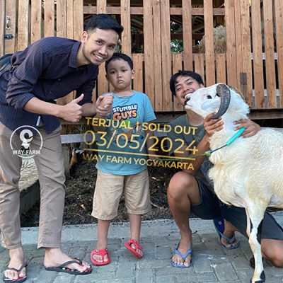 Domba Qurban Jantan 46.5Kg