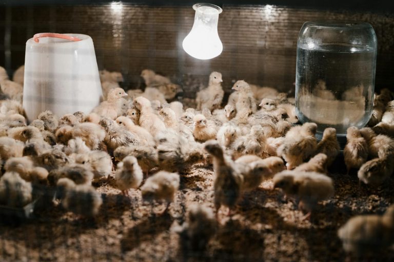 Chickens in breeding cage under light bulb