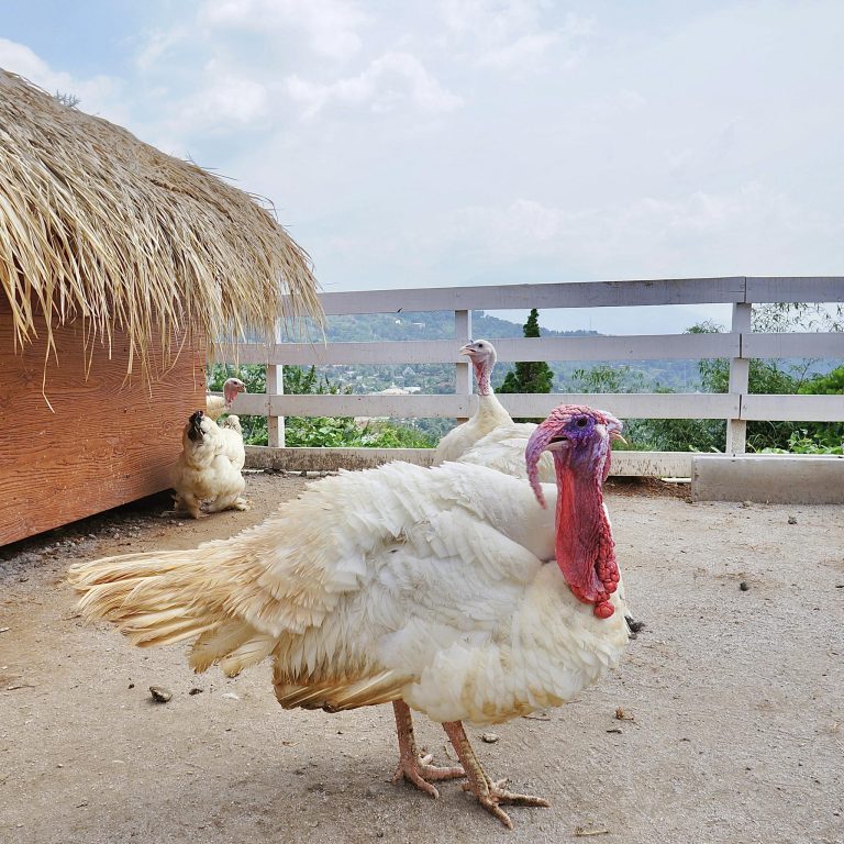 white turkey