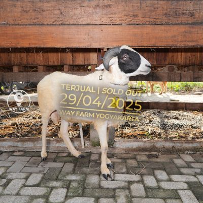 WF-001 | Domba Qurban Jantan - 45.4Kg (SOLD OUT)