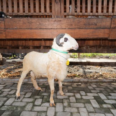 WF-002 | Domba Qurban Jantan - 51Kg