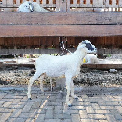 WF-027 | Domba Qurban Jantan - 32Kg