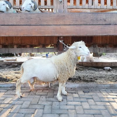 WF-028 | Domba Qurban Jantan - 47.5Kg (BOOKED)