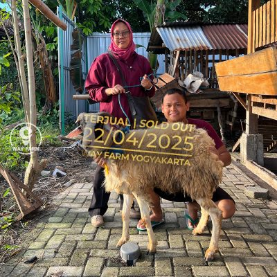 WF-013 | Domba Qurban Jantan - 39Kg (SOLD OUT)