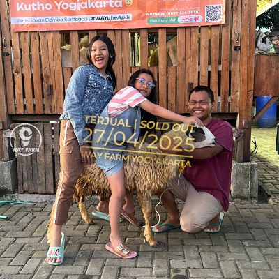 WF-029 | Domba Qurban Jantan - 32Kg (SOLD OUT)