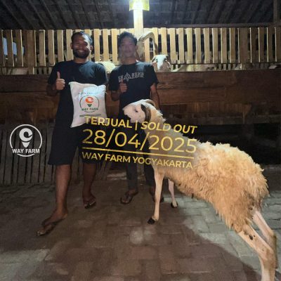 WF-014 | Domba Qurban Jantan - 42.5Kg (SOLD OUT)