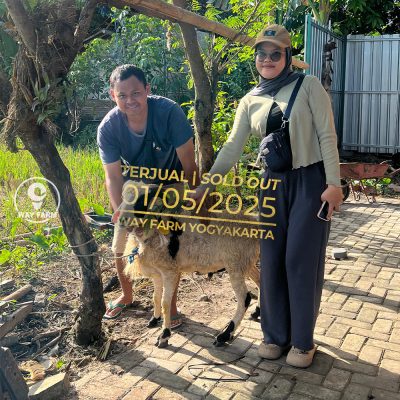 WF-022 | Domba Qurban Jantan - 36Kg (SOLD OUT)