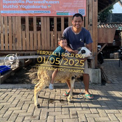 WF-016 | Domba Qurban Jantan - 31Kg (SOLD OUT)