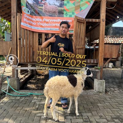 WF-030 | Domba Qurban Jantan - 26.5Kg (SOLD OUT)