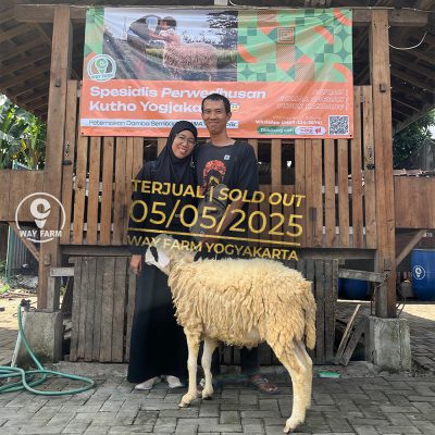 WF-024 | Domba Qurban Jantan - 40Kg (SOLD OUT)