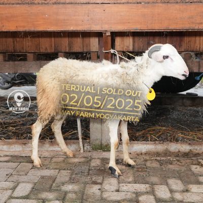 WF-017 | Domba Qurban Jantan - 30.5Kg (SOLD OUT)