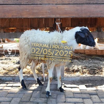 WF-021 | Domba Qurban Jantan - 32.5Kg (SOLD OUT)