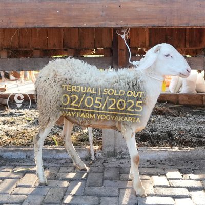 WF-025 | Domba Qurban Jantan - 31Kg (SOLD OUT)