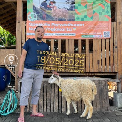 WF-086 | Domba Qurban Jantan - 33Kg (SOLD OUT)