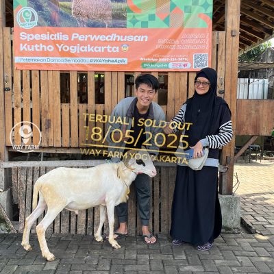 WF-004 | Domba Qurban Jantan - 42.4Kg (SOLD OUT)