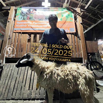 WF-026 | Domba Qurban Jantan - 29.5Kg (SOLD OUT)