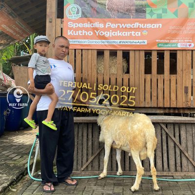 WF-011 | Domba Qurban Jantan - 54.5Kg (SOLD OUT)