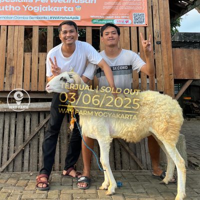 WF-012 | Domba Qurban Jantan - 49Kg (SOLD OUT)