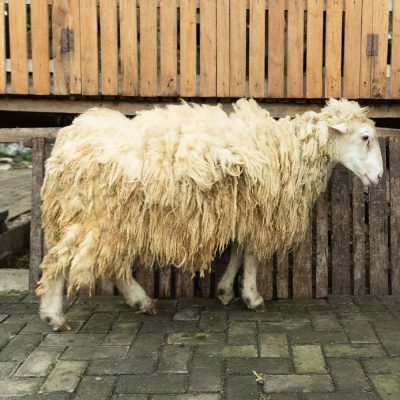 WF-035 | Domba Qurban Jantan - 54Kg (SOLD OUT)