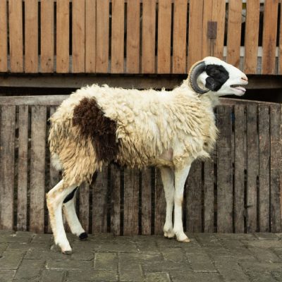 WF-037 | Domba Qurban Jantan - 34Kg