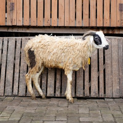 WF-080 | Domba Qurban Jantan - 28Kg