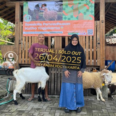 WF-088 | Kambing Qurban Jantan - 42Kg (SOLD OUT)