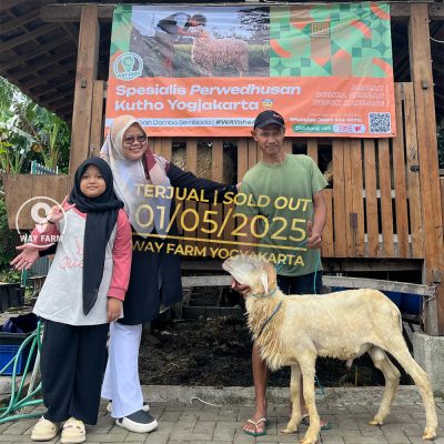 WF-034 | Domba Qurban Jantan - 25Kg (SOLD OUT)